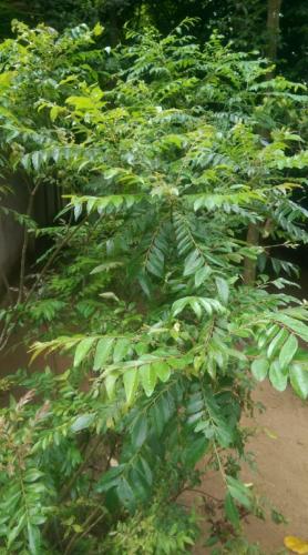 Curry Leaves Tree